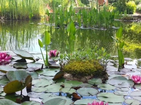 Bassin de lotus au jardin des Paradis