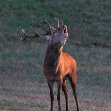 Écouter le brame du cerf en forêt de Grésigne