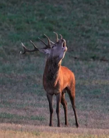 Écouter le brame du cerf en forêt de Grésigne