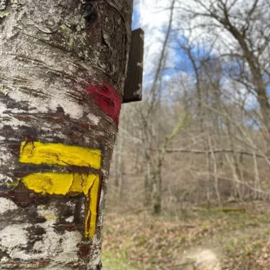 Ralentir en forêt de Sivens