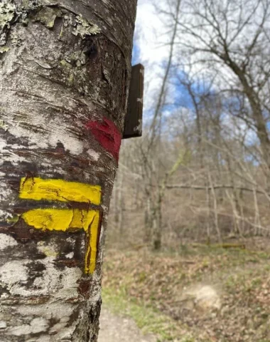 Ralentir en forêt de Sivens