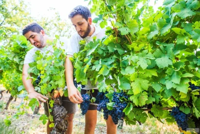 5 choses à savoir sur le vignoble de Gaillac