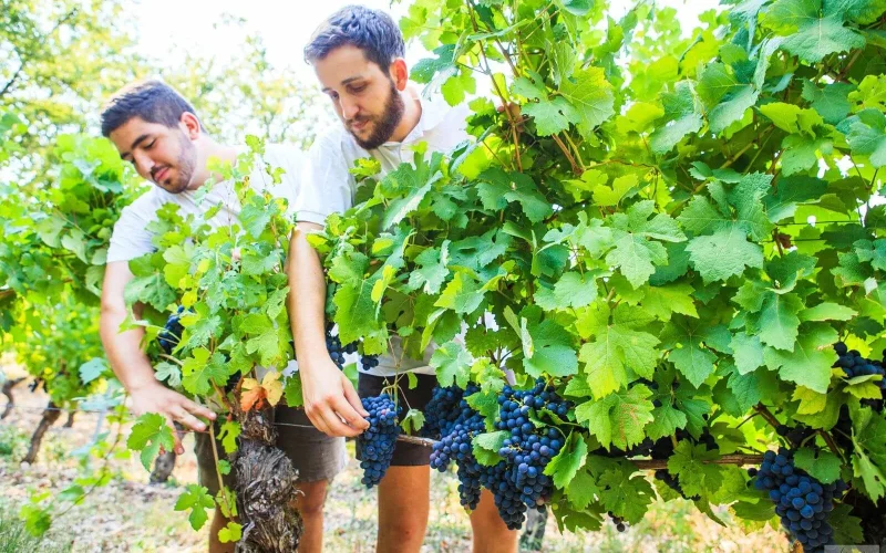 Le label Vignobles & Découvertes