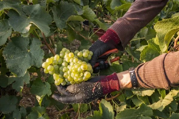 5 choses à savoir sur le vignoble de Gaillac