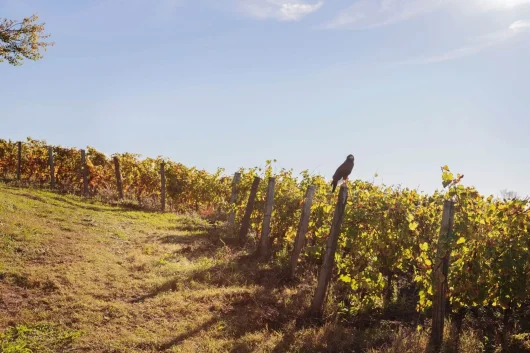 5 choses à savoir sur le vignoble de Gaillac