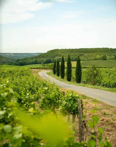 Autour de la vigne