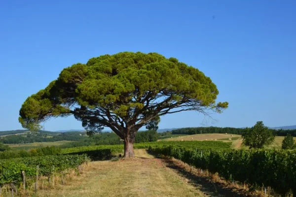 Autour de Gaillac