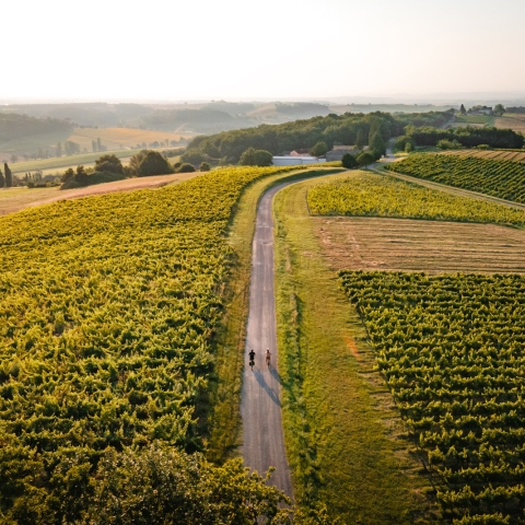 balade en vélo dans le vignoble de Gaillac