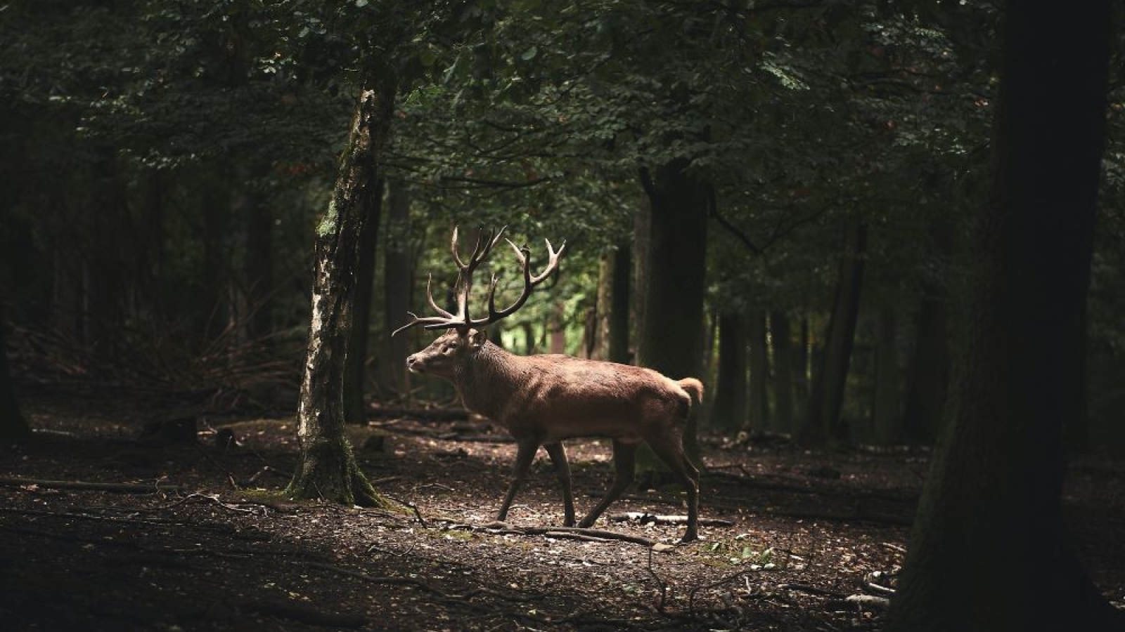 Cerf en forêt