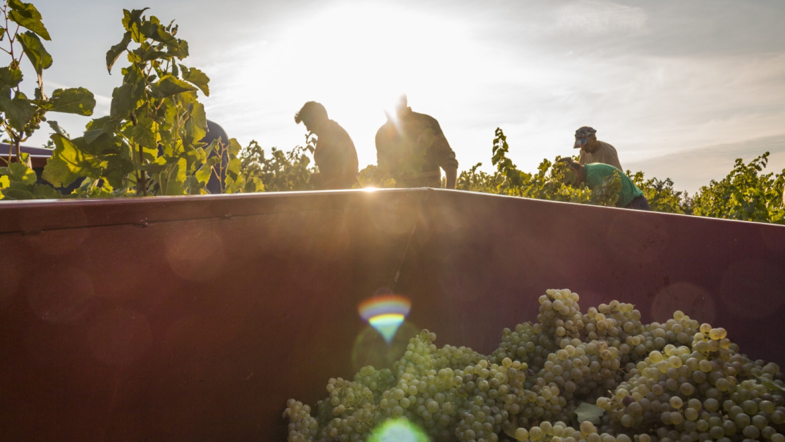 Vendanges dans le vignoble Gaillacois