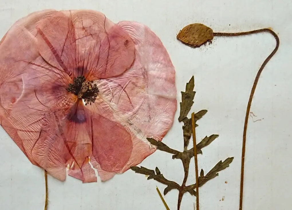 Atelier création de l'herbier - Muséum de Gaillac