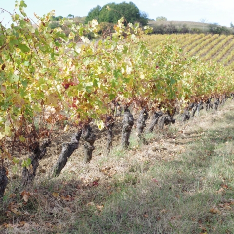 Domaine d'Ambre