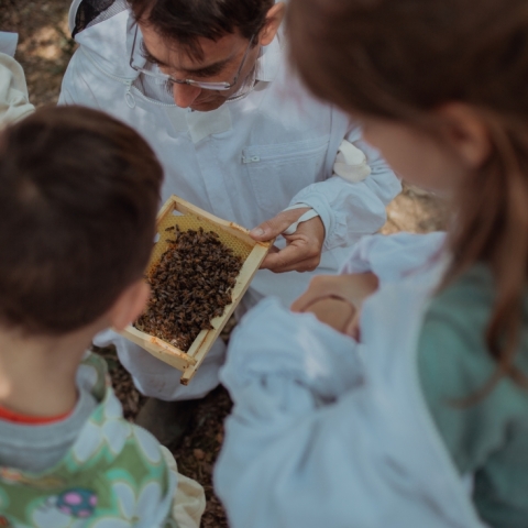 Les abeilles en famille