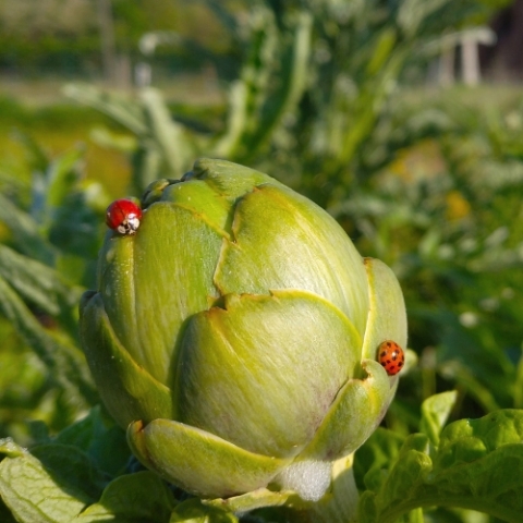 Les jardins de saint victor