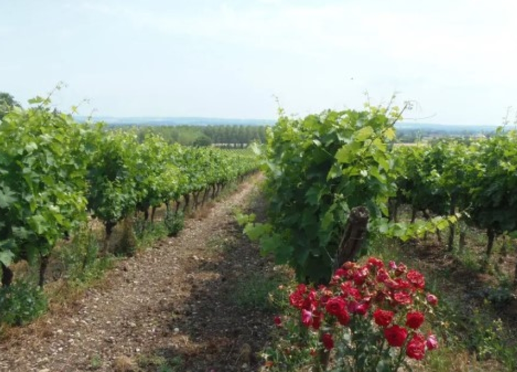 Conférence : Heurs et malheurs du vignoble gaillacois  - Auditorium