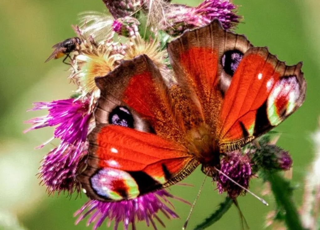 Conférence : Les interactions plantes-pollinisateurs en milieu urbain