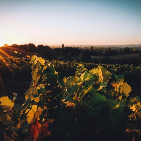 Vue sur les vignes