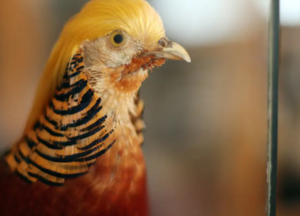 Atelier croquis : Le bel oiseau -Muséum d'Histoire naturelle