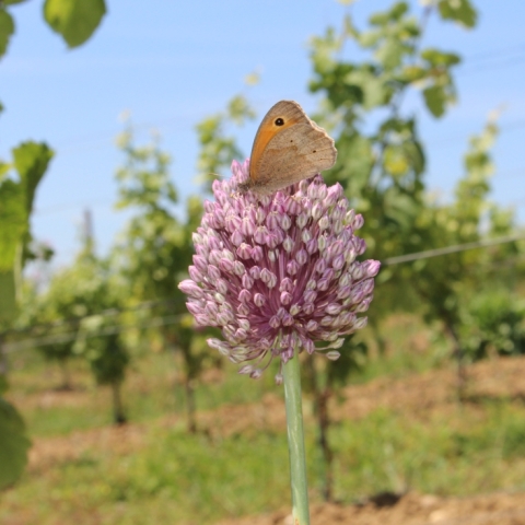 L'enclos des Braves