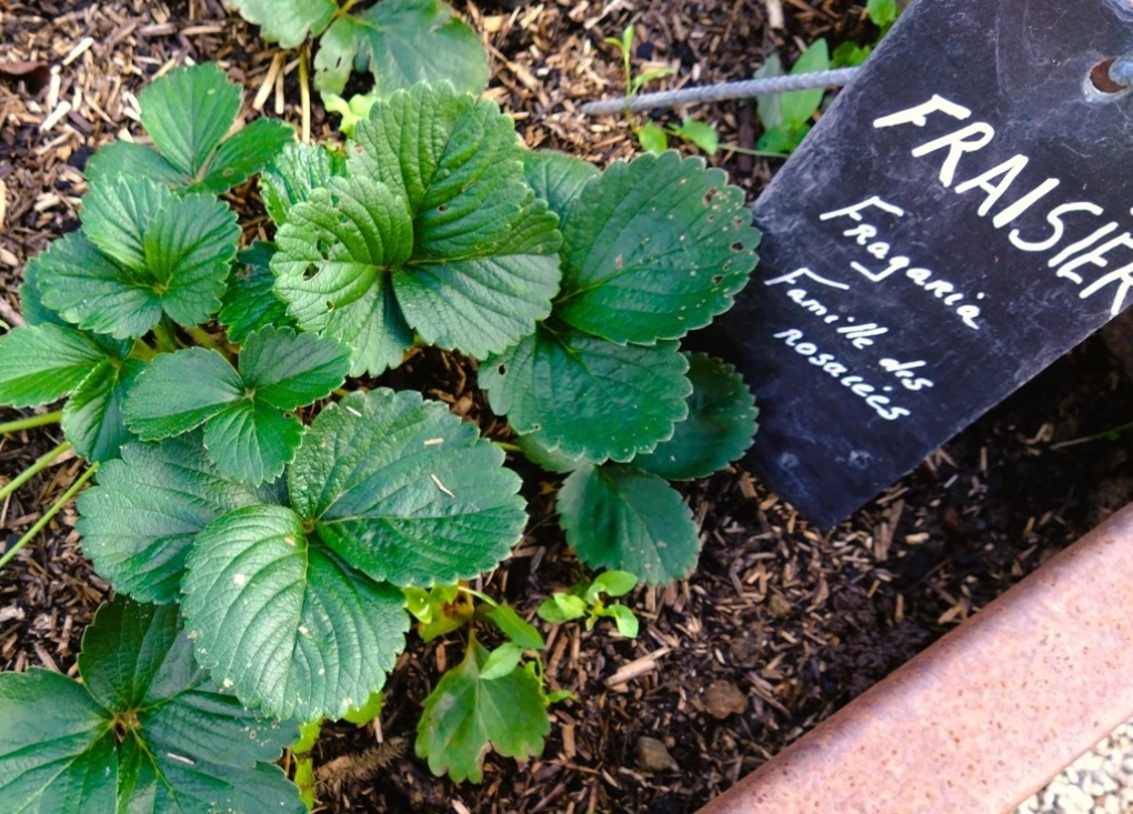 Rencontre : Rendez vous au jardin