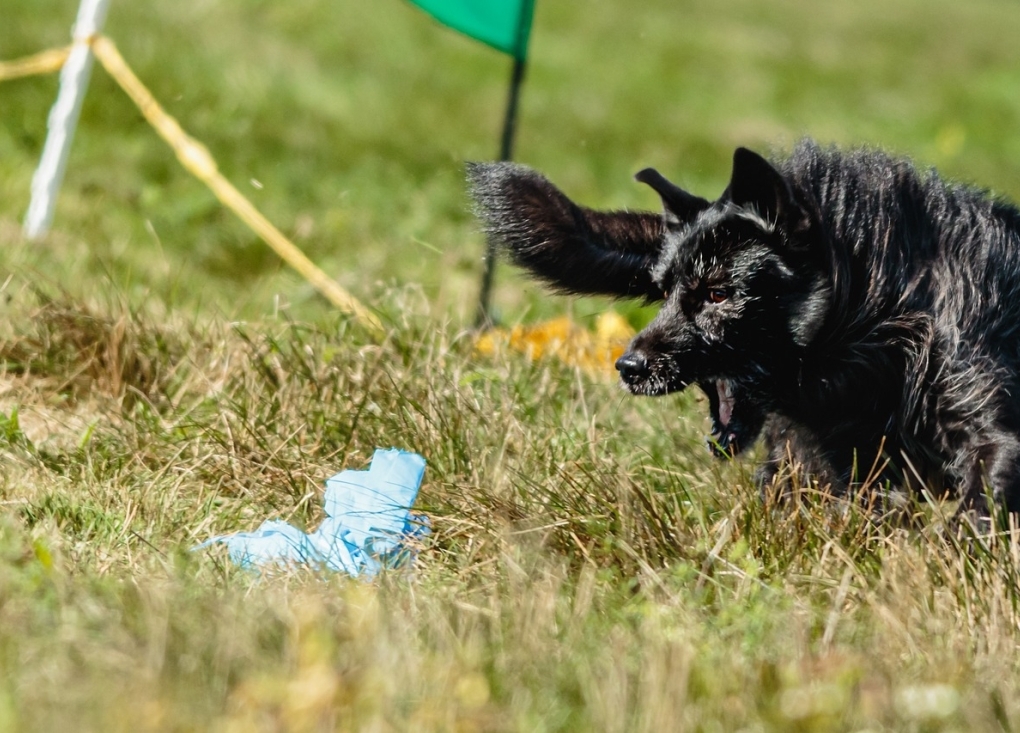 Championnat régional de chien de dressage