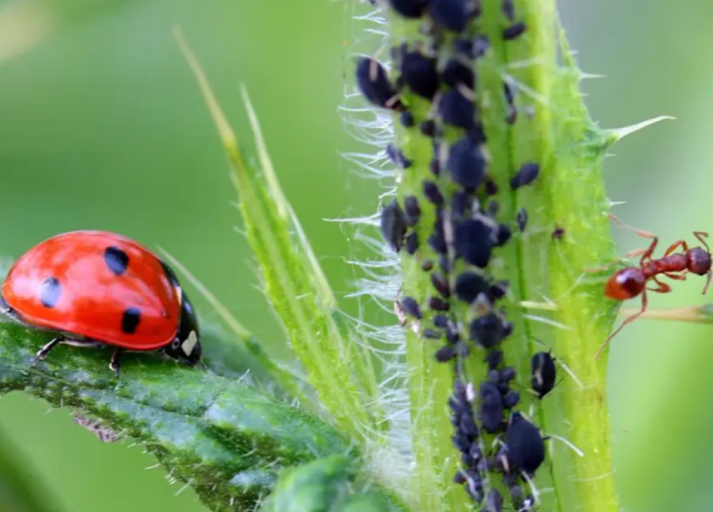 Conférence : Penser le monde avec la biodiversité -Salle des associations