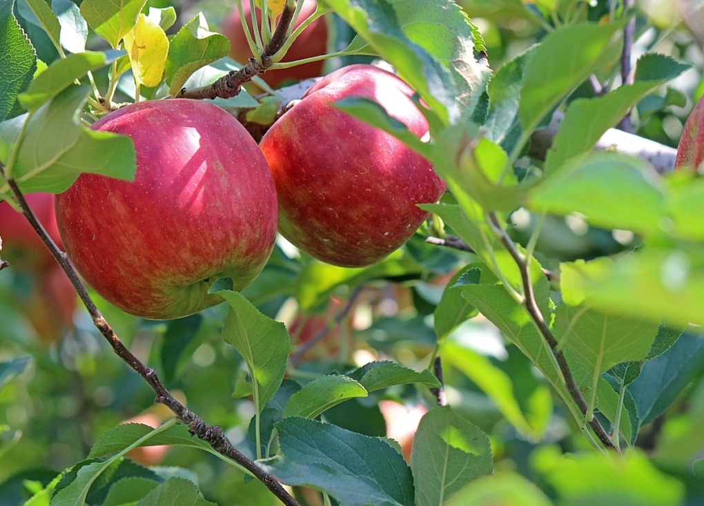 Initiation au Greffage des Arbres Fruitiers_Puycelsi