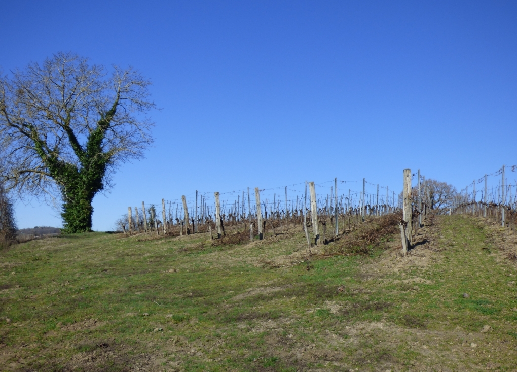 Œnorando® commentée : La Ronde des vignerons depuis le Domaine du Moulin