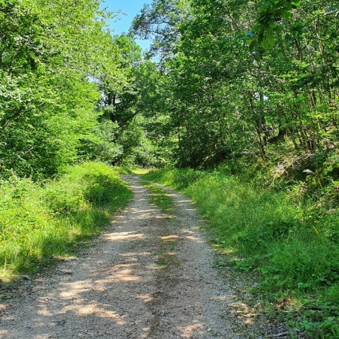 Guided mountain bike tour