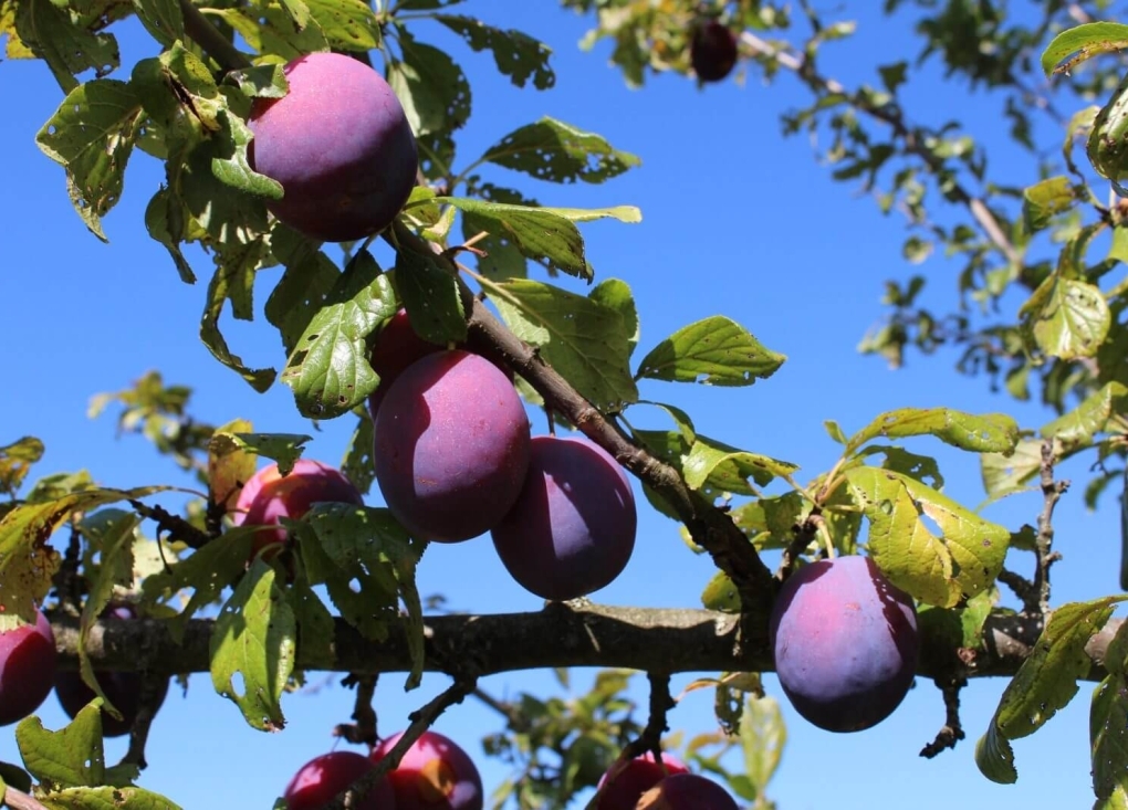 ✂️ Initiation à la Taille des Arbres Fruitiers ✂️_Puycelsi