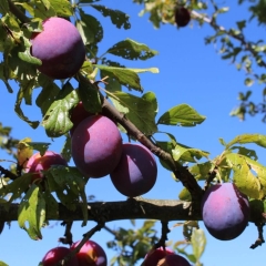 ✂️ Initiation à la Taille des Arbres Fruitiers ✂️_Puycelsi