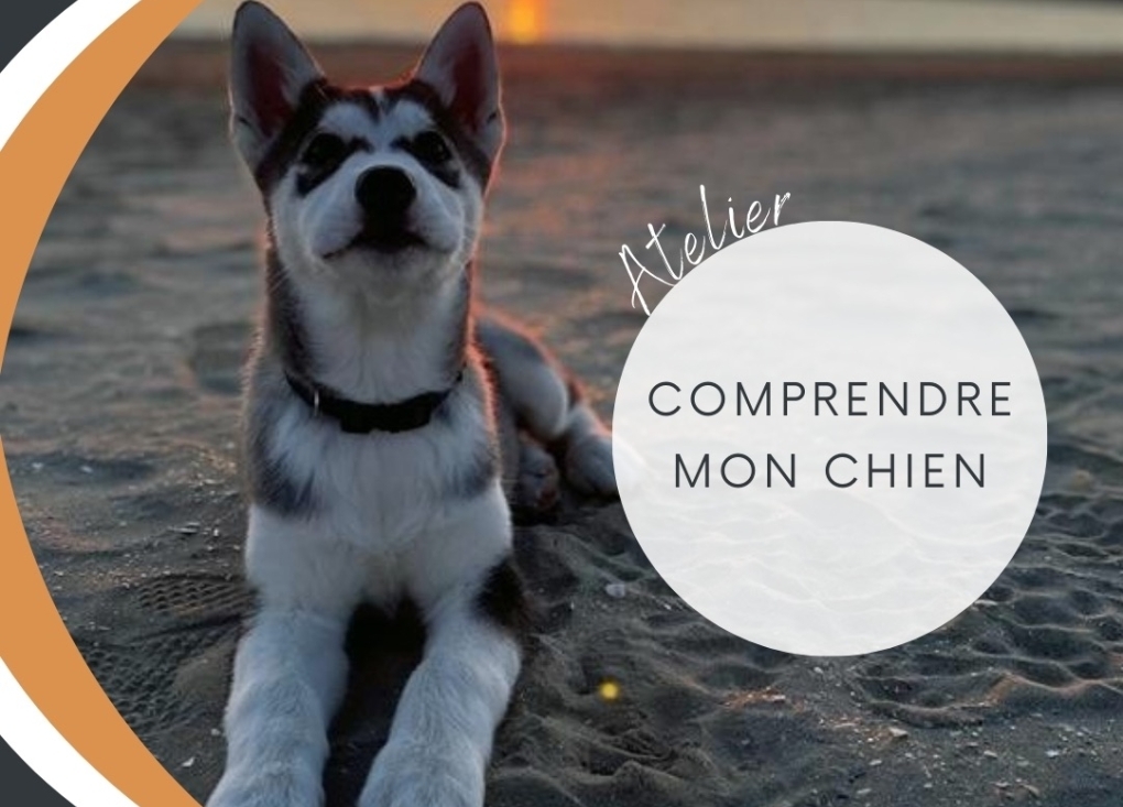 Atelier comprendre mon chien -  L'Ecrin de Jaspe