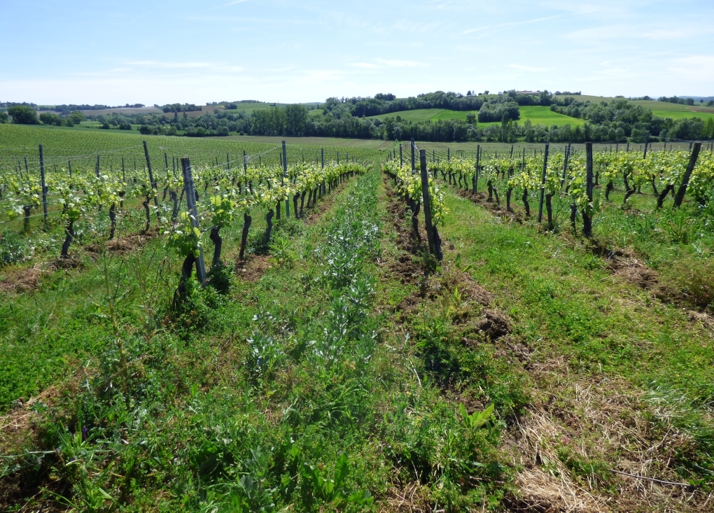 Balade commentée du sentier des cépages ancestraux de Gaillac - Château Lacroux