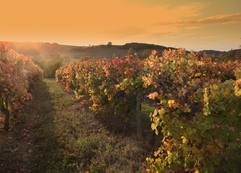 25ème édition de La Ronde du Gaillac Primeur®